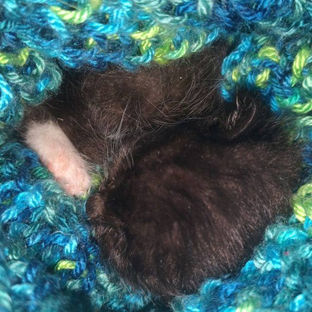 The original PIDDLE KITTY hiding in a knitted blanket